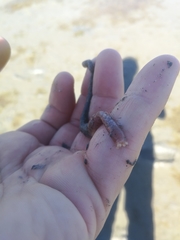 Leptosynapta