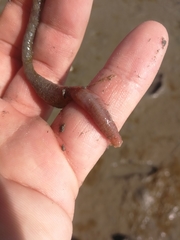 Leptosynapta