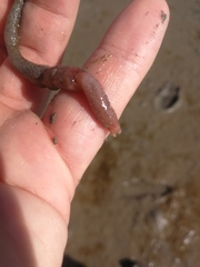 Leptosynapta
