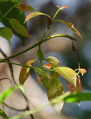 Eooxylides tharis distanti