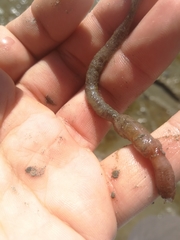 Leptosynapta