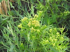 Solidagininae