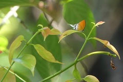 Eooxylides tharis distanti