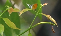 Eooxylides tharis distanti