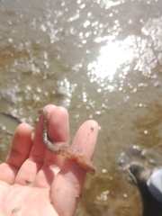Leptosynapta