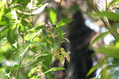 Eooxylides tharis distanti