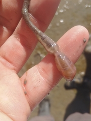 Leptosynapta