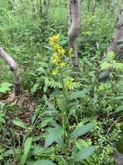 Solidago virgaurea