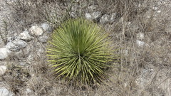 Agave striata