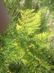 Athyrium distentifolium