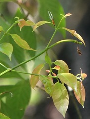 Eooxylides tharis distanti