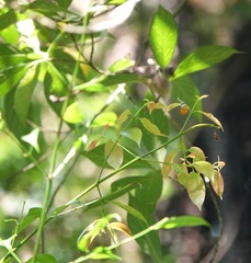 Eooxylides tharis distanti