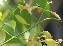 Eooxylides tharis distanti