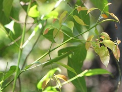 Eooxylides tharis distanti