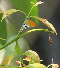 Eooxylides tharis distanti