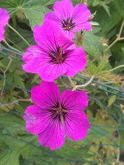 Geranium psilostemon