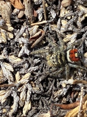 Phidippus phoenix