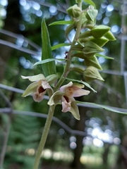 Epipactis helleborine
