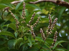 Vitex altissima