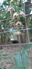 Epipactis helleborine