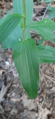 Epipactis helleborine