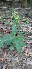 Epipactis helleborine