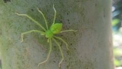 Gnathopalystes taiwanensis