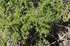 Azima tetracantha