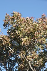 Ptaeroxylon obliquum