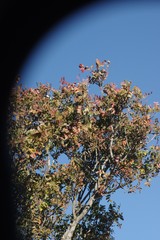 Ptaeroxylon obliquum