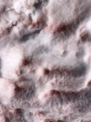 Chlamydomonas nivalis