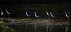 Himantopus mexicanus