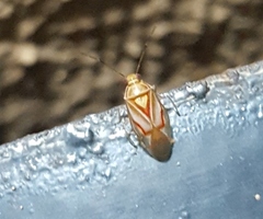Tropidosteptes palmeri