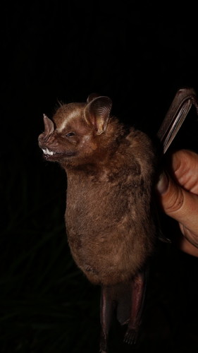 Great Fruit-eating Bat