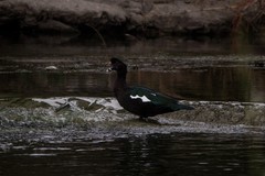 Cairina moschata