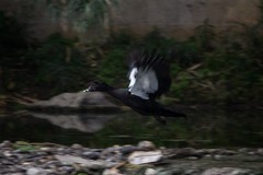 Cairina moschata