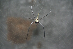 Nephila pilipes