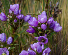 Gentianella foliosa