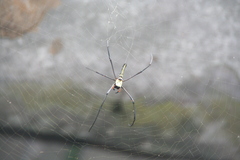 Nephila pilipes