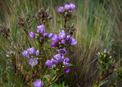 Gentianella foliosa
