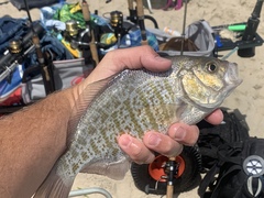 Amphistichus argenteus