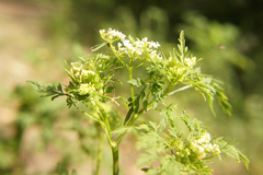 Chaerophyllum bulbosum