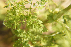 Chaerophyllum bulbosum