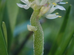 Triantha occidentalis