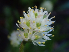 Triantha occidentalis