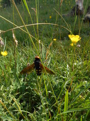 Megascolia maculata flavifrons