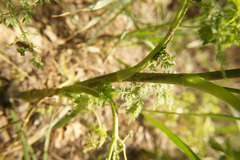 Chaerophyllum bulbosum