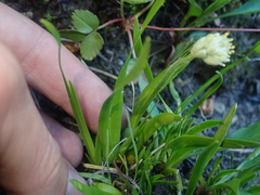 Triantha occidentalis