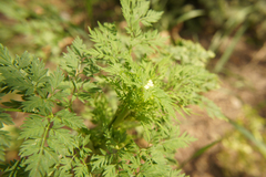 Chaerophyllum bulbosum