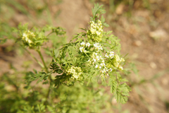 Chaerophyllum bulbosum